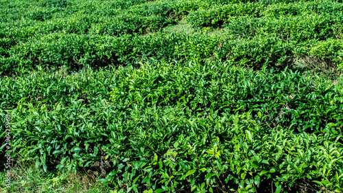 Green tea farm in spring. Tea plantation