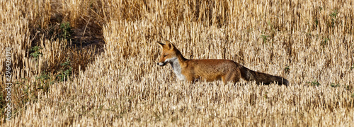 renard