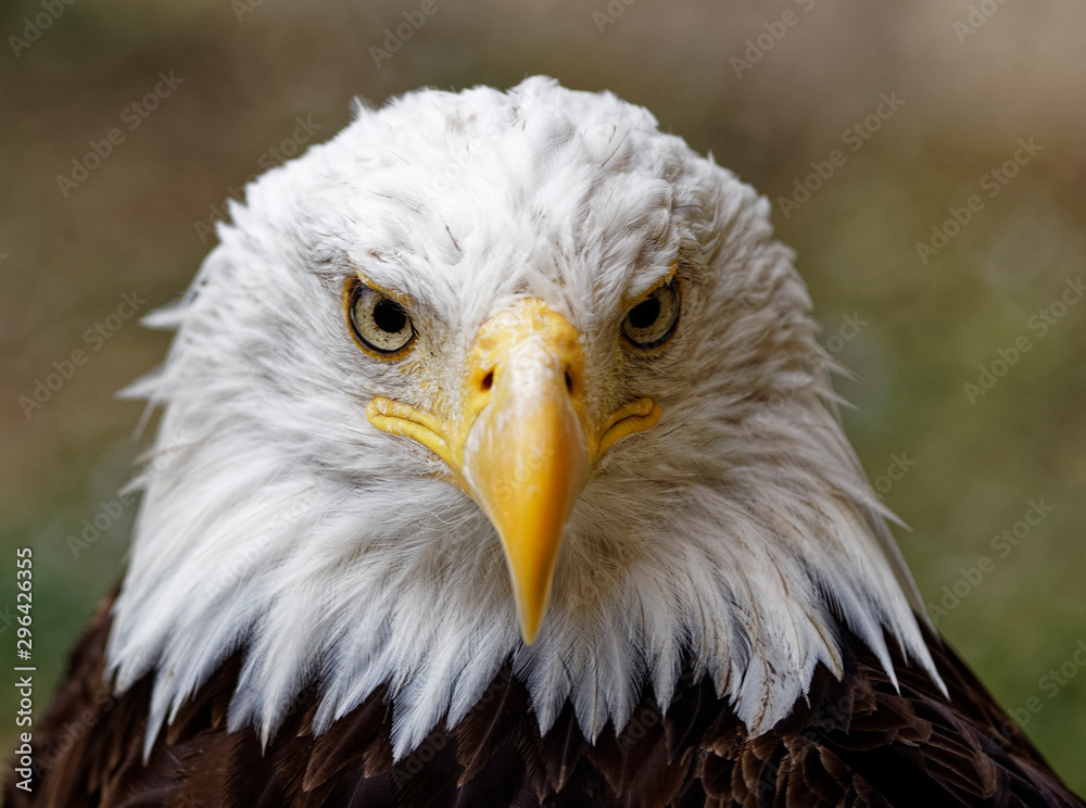 Fototapeta premium aigle