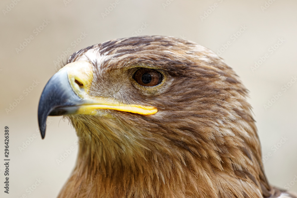 Fototapeta premium aigle