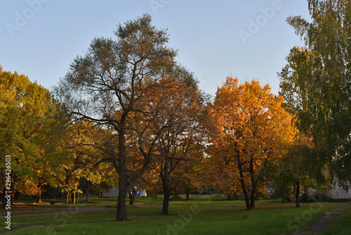 Autumn landscape with colorful foliage of trees in a city park. Two oak trees with autumn leaves on a sunny day.