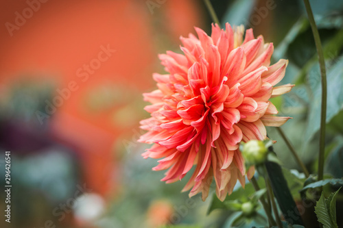 red flower in garden