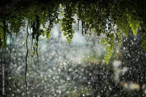 sunlight through trees