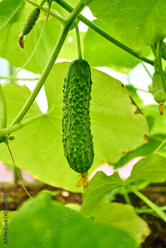 In the greenhouse grows a young cucumber
