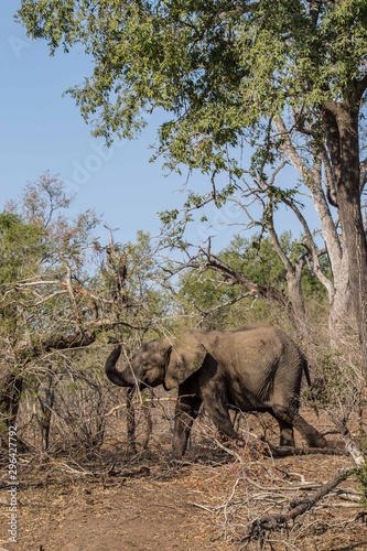 Elephant in the bush of Kruger National Park South Africa