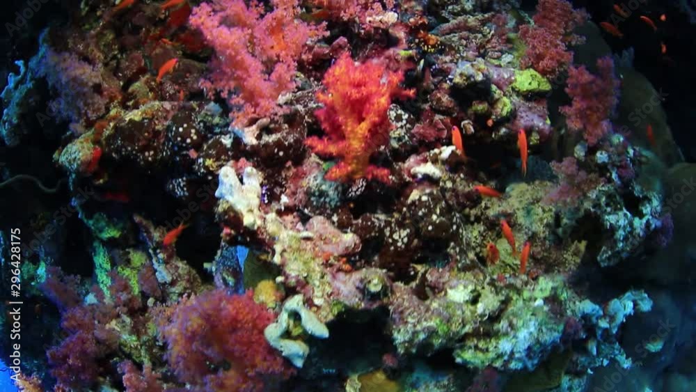 Soft corals (Alcyonacea) of Red Sea, Sudan. Soft corals (Alcyonacea) of Red Sea, Sudan.