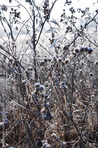 Hoarfrost on the grass. Moscow, Russia.