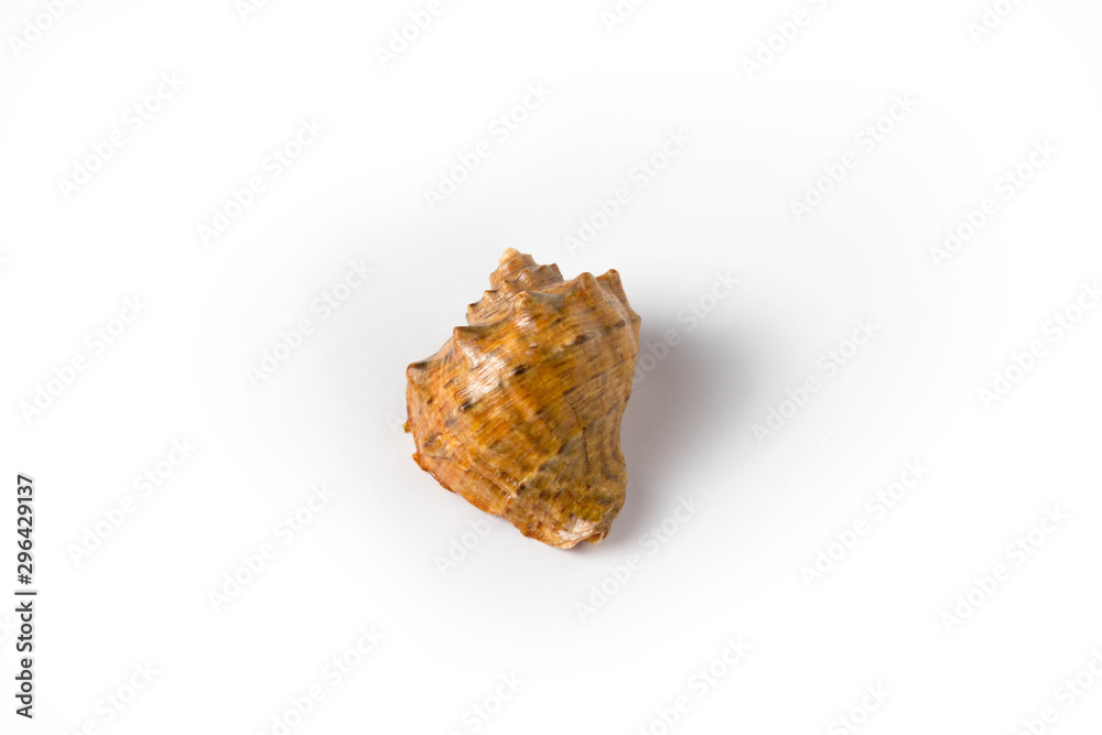 Seashell on a white background isolate Seashell on a white background isolate