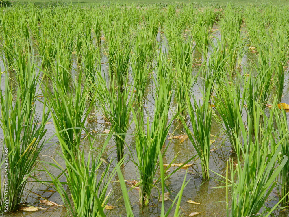 Obraz premium Green rice plants in a paddy field in evening sunlight of a rural area in the North of Thailand