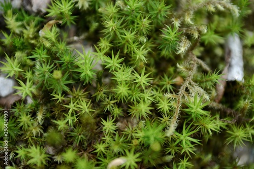 moss on tree