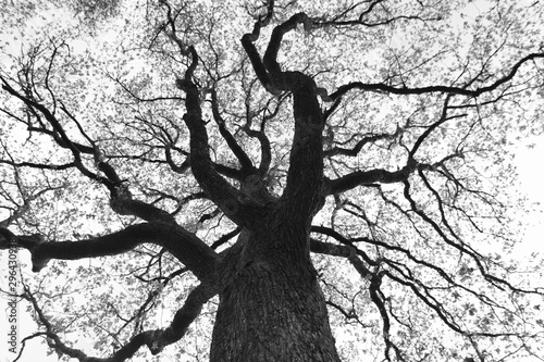 tree on a white background