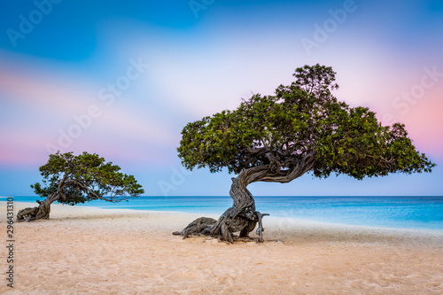 Divi-Divi trees on Eagle Beach. Typical strong trade winds constantly battering the island shake the canopy photo