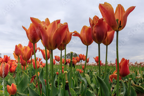 tulipanes