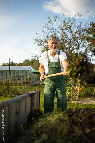 Senior gardener gardening in his permaculture, organic garden