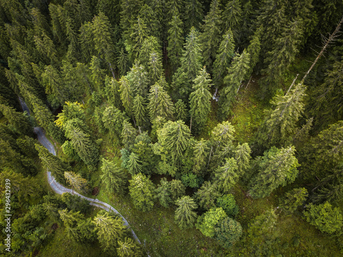 Fotografie Aerial top view of summer green trees in forest with a splendid mountain river i