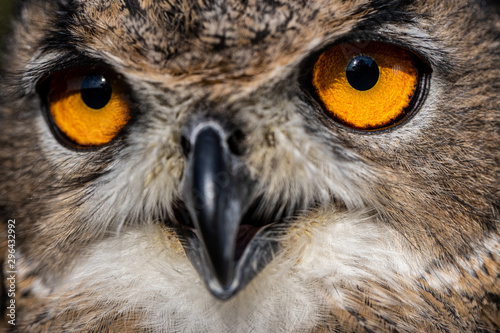 Eurasian eagle-owl, Bubo bubo, close-up view