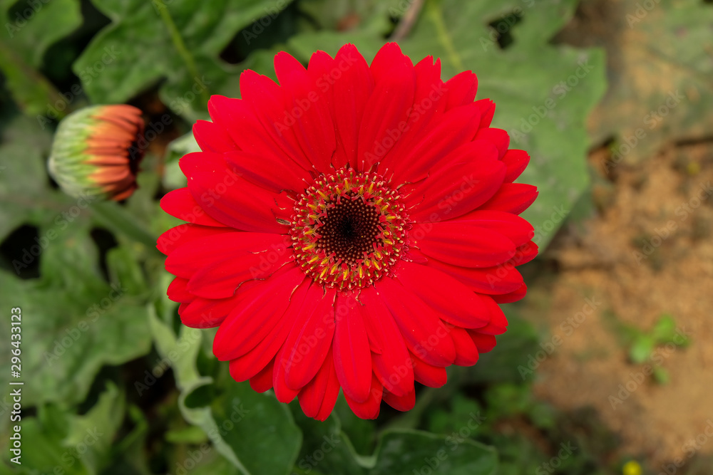 Garbera Flower at Pengotan Flower Garden Garbera Flower at Pengotan Flower Garden