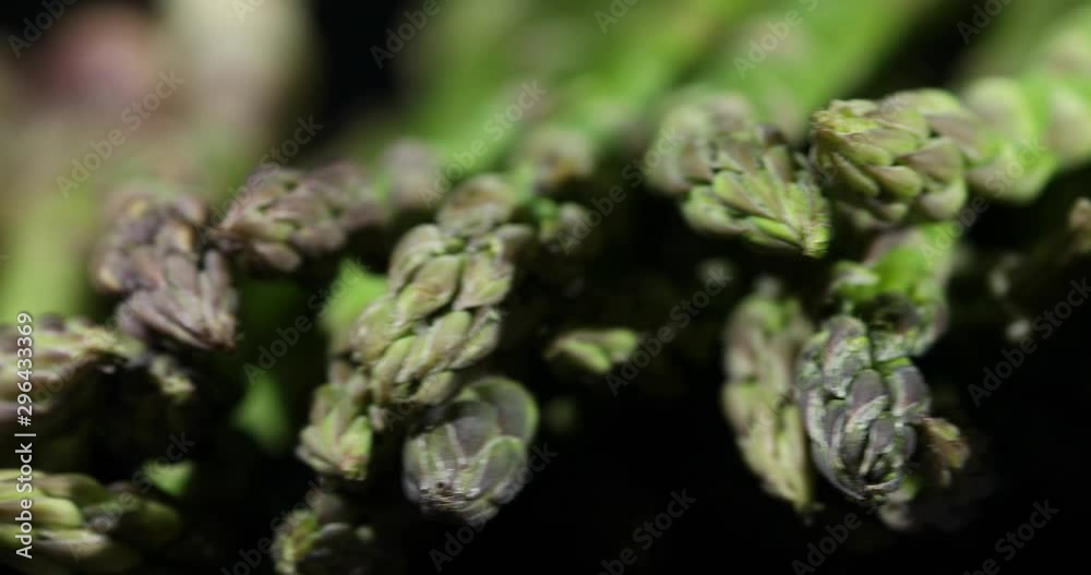 The tips of some green asparagus shoots on a slate plate. Macro panning shot with very narrow depth of field. The tips of some green asparagus shoots on a slate plate. Macro panning shot with very narrow depth of field.