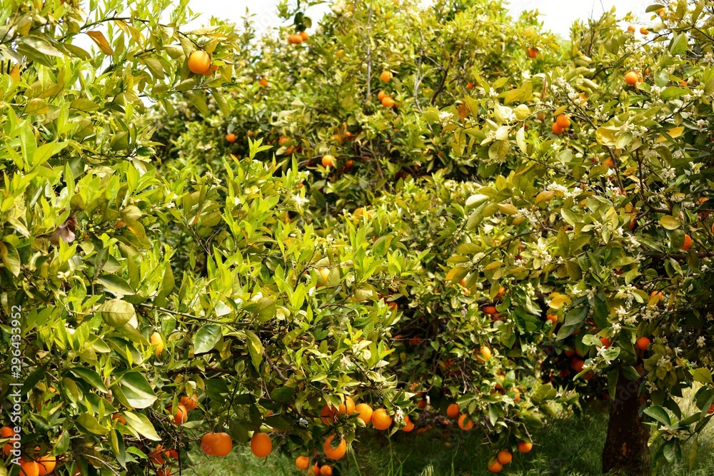 Naranjos llenos de naranjas Naranjos llenos de naranjas