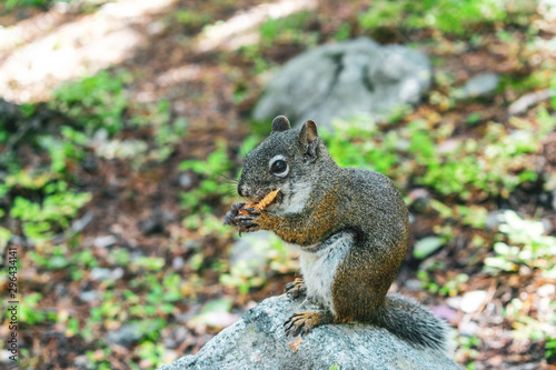 Closeup of squirrel eating a pinecone in Rocky Mountain National Park