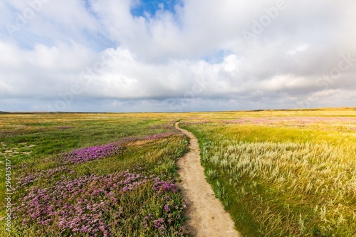 Stampa su tela Beautiful shot of a narrow pathway in the middle of the grassy field with flower