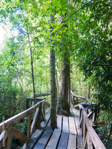 Wooden walkway in Huilo Huilo Biological Reserve  Los Rios Region  Chile.