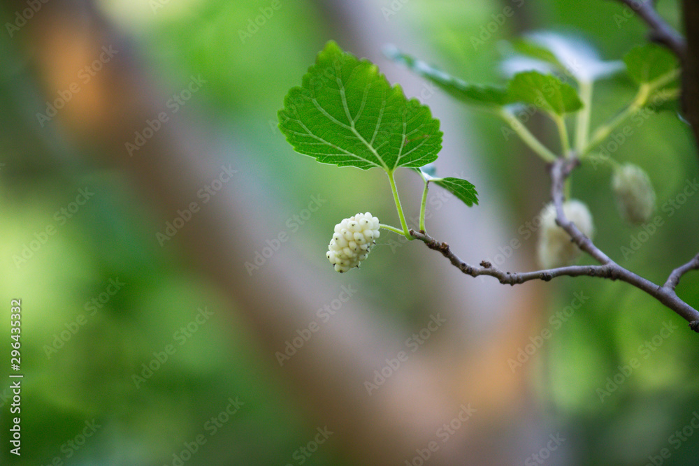 Ripe mulberry berry on a tree branch close-up. Ripe beautiful mulberry berry on a tree branch close-up Ripe mulberry berry on a tree branch close-up. Ripe beautiful mulberry berry on a tree branch close-up