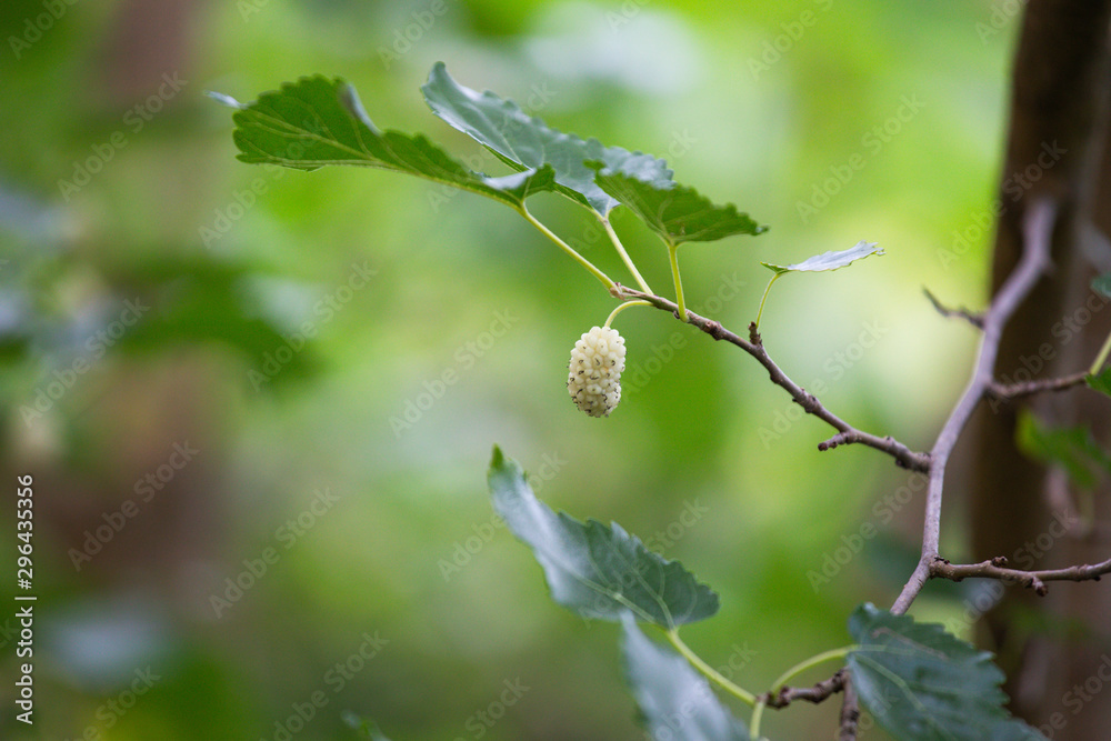 Ripe mulberry berry on a tree branch close-up. Ripe beautiful mulberry berry on a tree branch close-up Ripe mulberry berry on a tree branch close-up. Ripe beautiful mulberry berry on a tree branch close-up