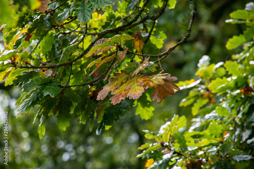 Autumn coloured oak leaves on a branch in October