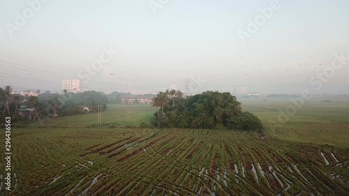 Aerial fly at paddy field toward bush with Asian open bill bird fly around at Permatang Pauh, Penang. photo