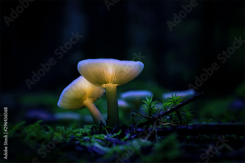 Mushroom light