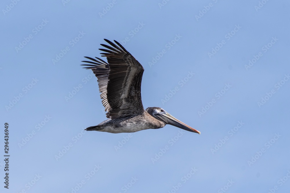 Obraz premium Flying California Brown Pelican surveys the sky while flapping wings to maintain altitude.
