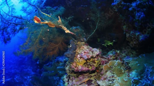 Blackspotted rubberlip fish of  Red Sea, Sudan. photo