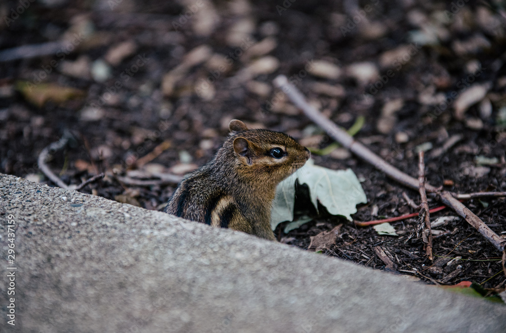 Chipmunk Ground Squirrel Outside in Nature Chipmunk Ground Squirrel Outside in Nature