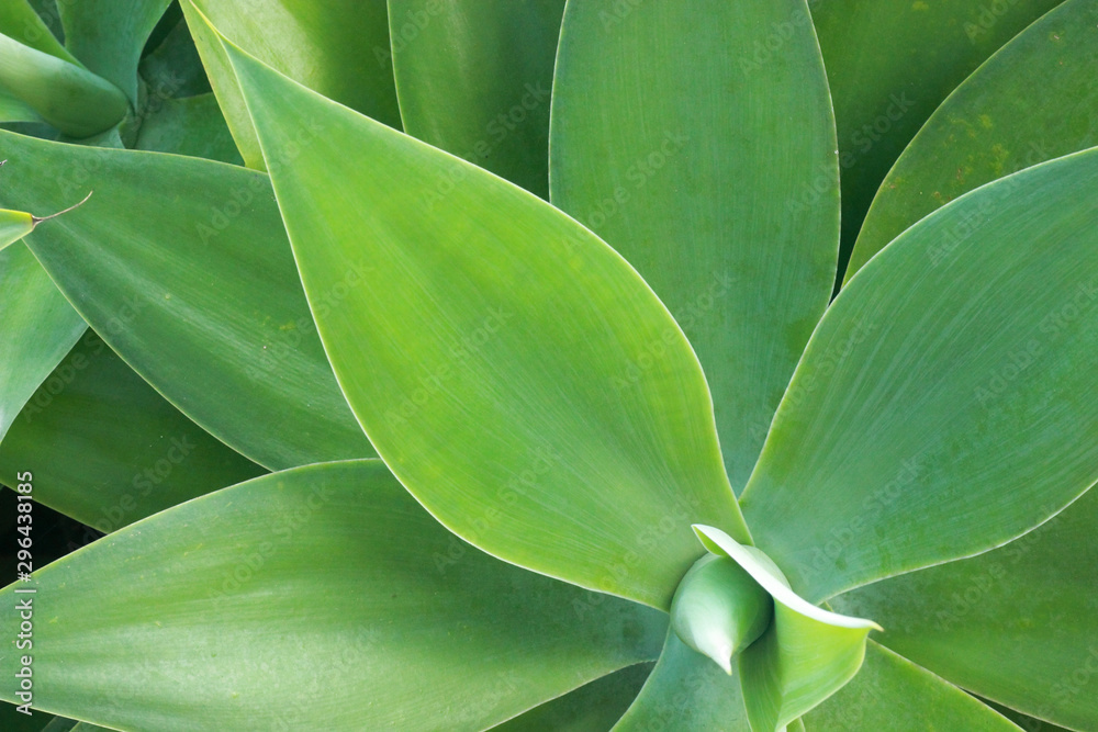 Sharp pointed agave plant leaves Sharp pointed agave plant leaves