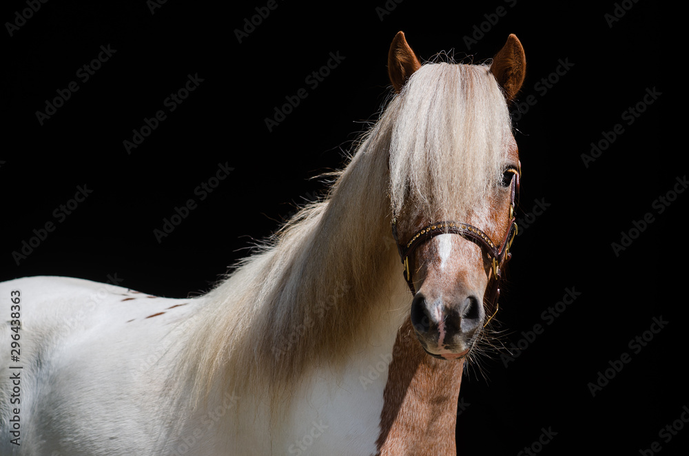 Obraz premium Classic Pony im Portrait im Studio