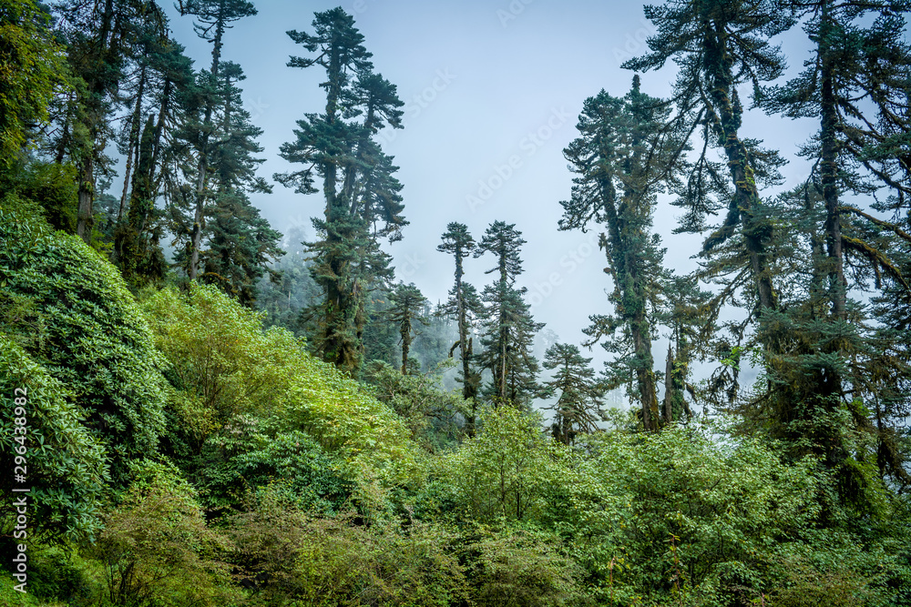 Pine trees and Shrubs, Sikkim, India