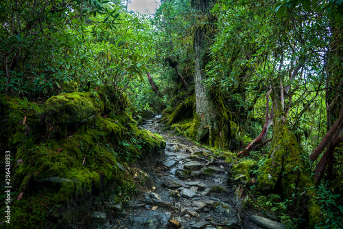 Rain flushed forest path, Sikkim, India photo