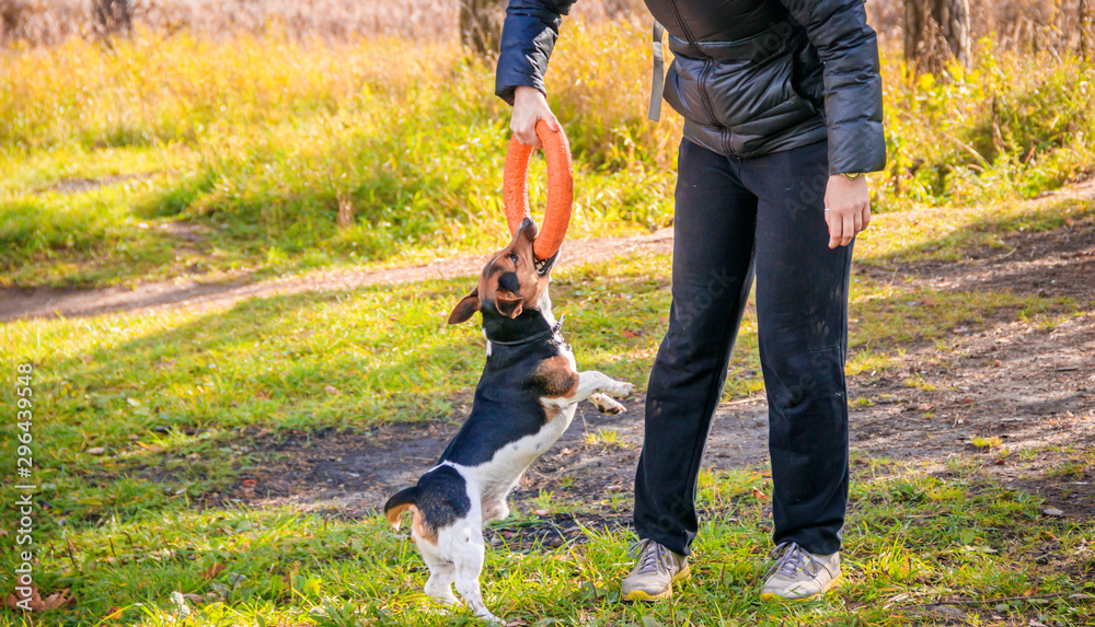custom made wallpaper toronto digitalDog Jack Russell Terrier for a walk in the park. Home pet. Dog walking in the park. Autumn Park.