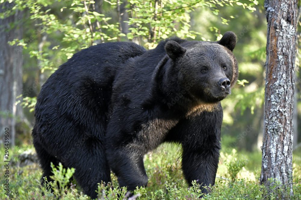 Brown bear in the summer forest. Green forest natural background. Scientific name: Ursus arctos. Natural habitat. Summer season. Brown bear in the summer forest. Green forest natural background. Scientific name: Ursus arctos. Natural habitat. Summer season.