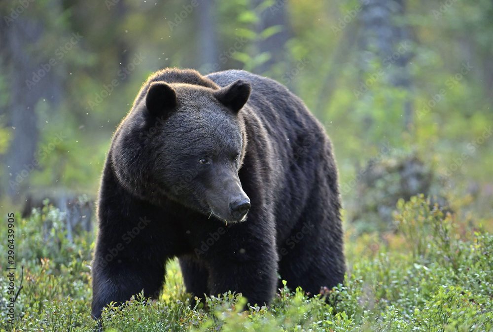 Fototapeta premium Brown bear in the summer forest. Green forest natural background. Scientific name: Ursus arctos. Natural habitat. Summer season.