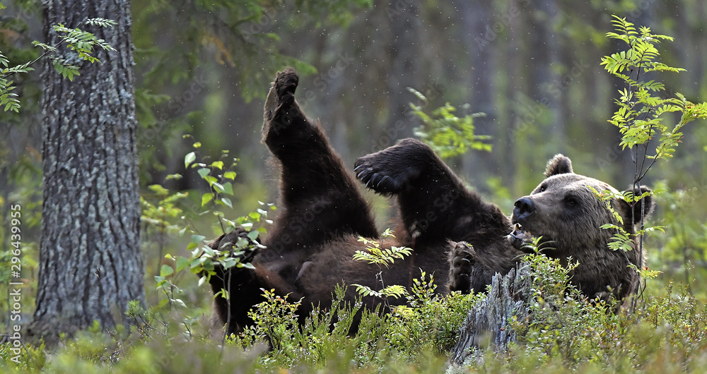 Naklejka premium Wild Adult Brown Bear llies on his back with his paws raised in the green grass in the summer forest. Green pine forest natural background, evening twilight. Scientific name: Ursus arctos. Natural