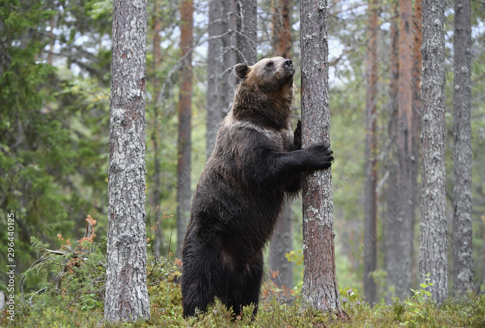 Brown bear stands on its hind legs by a tree in a summer pine forest. Scientific name: Ursus Arctos . Green natural background. Natural habitat.