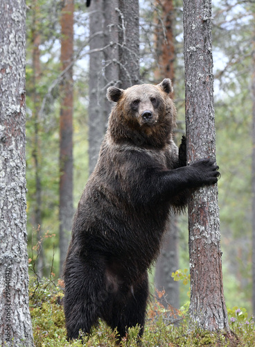 Brown bear stands on its hind legs by a tree in a summer pine forest. Scientific name: Ursus Arctos . Green natural background. Natural habitat.