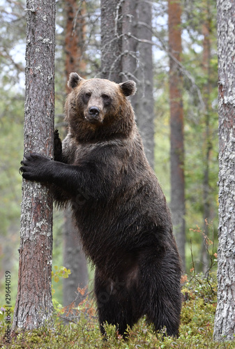 Brown bear stands on its hind legs by a tree in a summer pine forest. Scientific name: Ursus Arctos . Green natural background. Natural habitat.