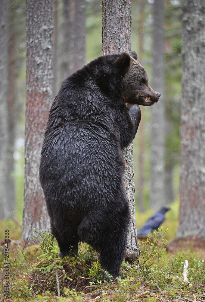 Brown bear stands on its hind legs by a tree in a summer pine forest. Scientific name: Ursus Arctos . Green natural background. Natural habitat. Brown bear stands on its hind legs by a tree in a summer pine forest. Scientific name: Ursus Arctos . Green natural background. Natural habitat.