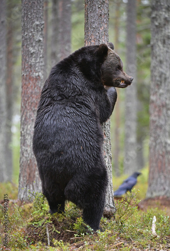 Brown bear stands on its hind legs by a tree in a summer pine forest. Scientific name: Ursus Arctos . Green natural background. Natural habitat.