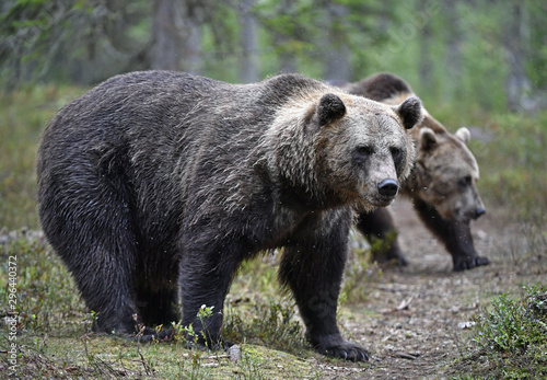 Brown bear in the summer forest. Green forest natural background. Scientific name: Ursus arctos. Natural habitat. Summer season. © Uryadnikov Sergey