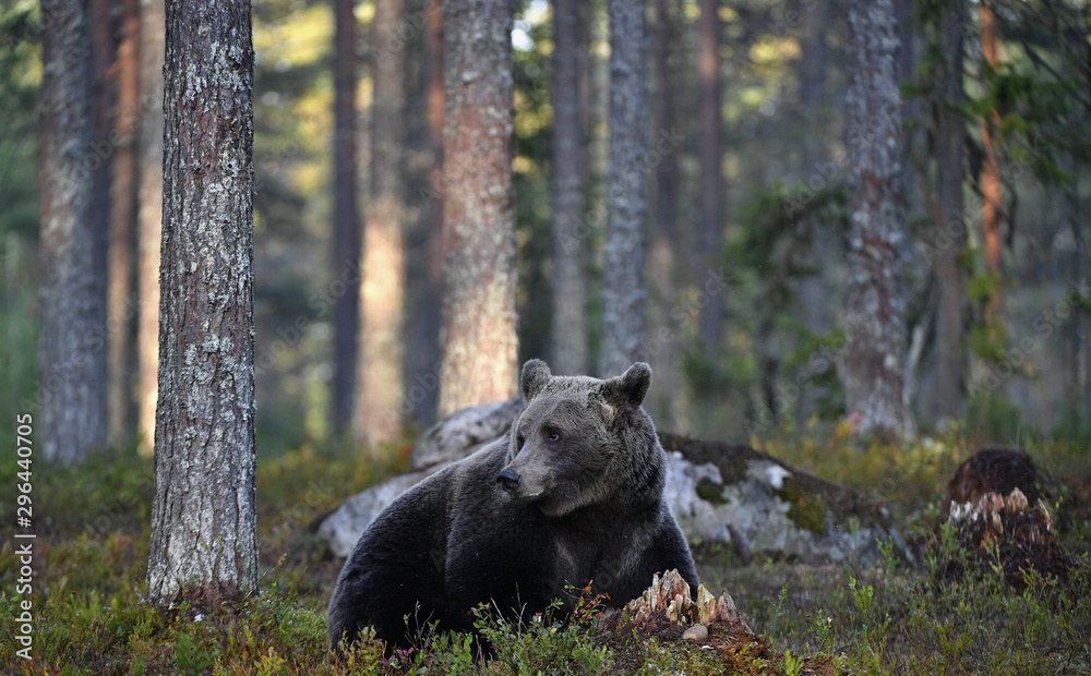 Brown bear in the summer forest. Green forest natural background. Scientific name: Ursus arctos. Natural habitat. Summer season. Brown bear in the summer forest. Green forest natural background. Scientific name: Ursus arctos. Natural habitat. Summer season.