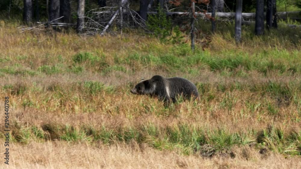 tracking shot of a boar grizzly bear walking in yellowstone national park of wyoming, usa